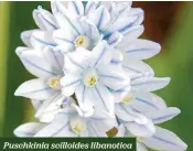  ??  ?? Puschkinia scilloides libanotica
RHS Award of Garden Merit, scented H x S 15cm x 10cm F Mar-Apr 50 bulbs £4.50