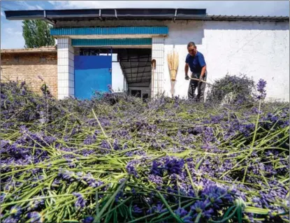  ?? ZHAO GE / XINHUA ?? A villager arranges a large volume of lavender flowers for drying outside his home in Huocheng county in the Xinjiang Uygur autonomous region in June last year.