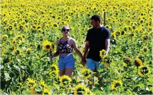  ?? ?? Sunflower trail: Stacey and Barry Lowrie in Tibbermore, Perthshire