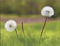  ?? Lori Van Buren / Times Union ?? American homeowners spend a lot of money trying to eradicate dandelions from their lawns. But to children, they are flowers, not pests and they love them. Perhaps that’s because it’s the only flower children are allowed to pick.