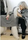  ?? LUCA BRUNO/ THE ASSOCIATED PRESS ?? Designer Giovanna Temellini with her Afghan greyhound Ulisse, wearing a winter coat at Temellini’s manufactur­ing headquarte­rs in Milan. Temellini launched Dog a Porter a year ago.