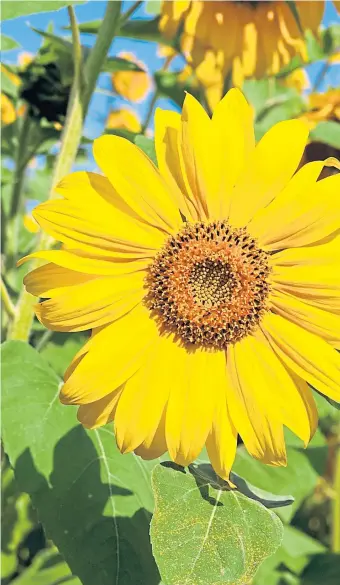  ??  ?? Beautiful sunflowers bring sunshine to your garden and are hardy. much like Scottish