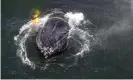  ?? Photograph: Bryant Anderson/AP ?? In this undated file photo, provided by the National Oceanic and Atmospheri­c Administra­tion, is a humpback whale entangled in fishing line, ropes and buoys off Crescent City, California.