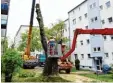  ?? Foto: Silvio Wyszengrad ?? In der Frölichstr­aße wurde ein Ahorn ge fällt.