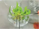  ??  ?? - Plantas de la especie micropropa­gadas en los laboratori­os del CICY.