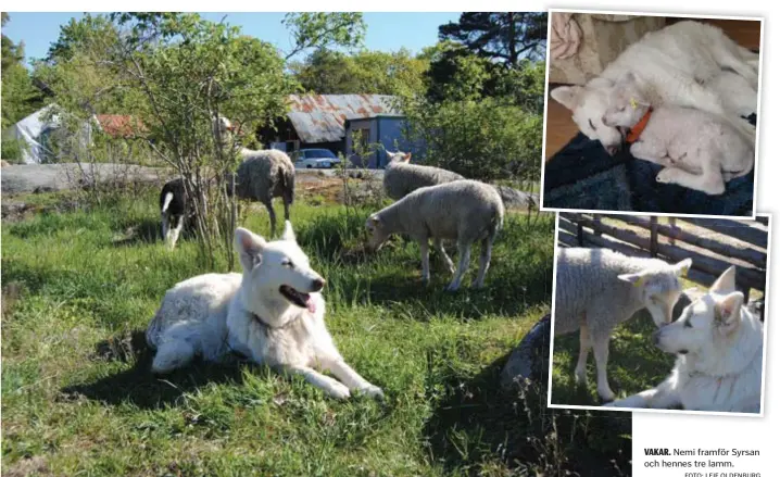  ?? FOTO: LEIF OLDENBURG ?? VAKAR. Nemi framför Syrsan och hennes tre lamm.