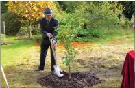  ??  ?? Mr Takaoka plants the tree from seeds of the 1945 Gingko