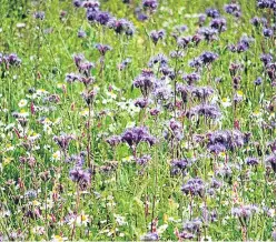  ??  ?? Fields of phacelia, a flower that is not only pretty but also a huge help to nature and growth.