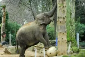  ?? FOTO POL DE WILDE ?? Phyo Phyo toen ze nog in Antwerpen woonde. “We zijn haar zelf gaan halen in Engeland”, vertelt Marcel trots.