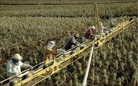  ?? STEVE BRINKMAN photo ?? Workers pick pineapples and place them on a conveyor belt for hauling and processing. Maui Gold Pineapple’s 56 employees will continue to work under the company’s new ownership, LeVecke Corp., based in Mira Loma, Calif.