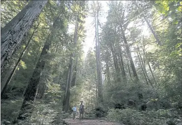  ?? STAFF FILE PHOTO ?? The Bear Creek Redwoods Open Space Preserve sits in the hills west of Highway 17 across from Lexington Reservoir. The area has “some of the best-preserved second-growth redwood forest in the South Bay,” an official says.