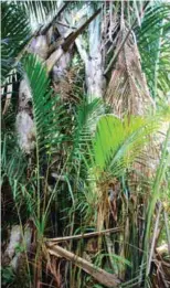  ??  ?? Sago palm produces 200 to 300 kilograms of dry starch per stem, making it the highest-yielding perennial starch crop in the world.