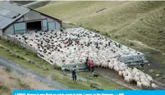  ??  ?? LARRAU, France: A ewe flock go out to graze in Iraty, Larrau, in the Pyrenees.