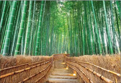  ??  ?? GREEN DREAM: A forest of bamboo trees in Kyoto, home to 17 Unesco World Heritage sites