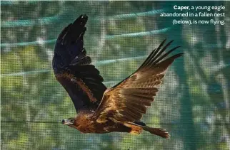  ??  ?? Caper, a young eagle abandoned in a fallen nest (below), is now flying.