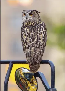  ?? COURTESY OF DAVID LEI VIA THE ASSOCIATED PRESS ?? Flaco the owl is seen in New York in April. As Flaco enters his second year in the spotlight, it can be easy to forget that his freedom is the result of a crime, one that has improbably remained unsolved for a year.