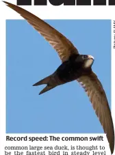  ??  ?? Record speed: The common swift