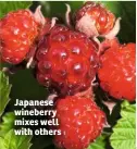  ??  ?? Japanese wineberry mixes well with others