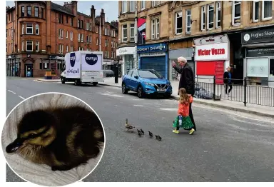  ?? ?? The Trefoil Ducks have made their annual journey through Shawlands to the River Cart