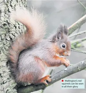  ??  ?? ■ Wallington’s red squirrels can be seen in all their glory