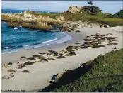  ?? COURTESY OF KIM AKEMAN ?? The concern is noise from constructi­on across the street from these harbor seal mothers and pups will drive them out to sea,