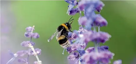  ??  ?? Bees need wildflower­s and love lavendar and herbs.