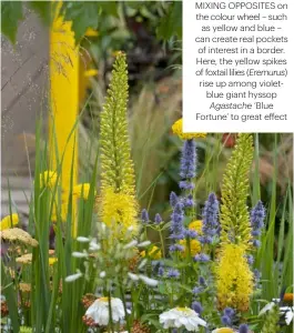  ??  ?? MIXING OPPOSITES ON THE COLOUR WHEEL – SUCH AS YELLOW AND BLUE – CAN CREATE REAL POCKETS OF INTEREST IN A BORDER. HERE, THE YELLOW SPIKES OF FOXTAIL LILIES (Eremurus) RISE UP AMONG VIOLETBLUE GIANT HYSSOP Agastache ‘BLUE FORTUNE’ TO GREAT EFFECT