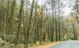  ?? FOR SPOTLIGHT PA GEORGIANNA SUTHERLAND/ ?? Rothrock State Forest in rural Huntingdon County, Pennsylvan­ia.