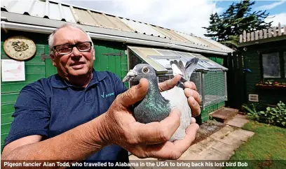  ?? ?? Pigeon fancier Alan Todd, who travelled to Alabama in the USA to bring back his lost bird Bob