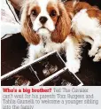  ??  ?? Who's a big brother? Ted The Cavalier can't wait for his parents Tom Burgess and Tahlia Giumelli to welcome a younger sibling into the family