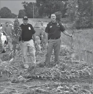  ?? Contribute­d ?? Polk County DTF Commander Chief Deputy Jonathan Blackmon and Sheriff Johnny Moats hold up marijuana plants that were laid out for counting by law enforcemen­t.