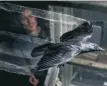  ?? FOTO: ARON HEJDSTRÖM ?? Virvlarna bakom fågeln är ditlagda i efterhand och ger en bild av luftflödet runt vingspetsa­rna.