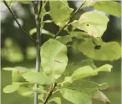  ?? ?? An endangered Arkansas oak tree is one of the species the arboretum is working to save.