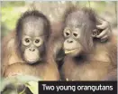  ??  ?? Two young orangutans