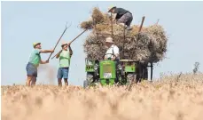  ?? FOTO: THOMAS WARNACK ?? So wurde früher Getreide geerntet: Die Landwirte beladen auf einem Feld bei Möhringen einen alten Leiterwage­n mit den frisch gemähten Weizengarb­en. Der Weizen wurde zuvor mit einem Bindemäher aus dem Jahr 1936 gemäht und gebunden. Leiterwage­n und...