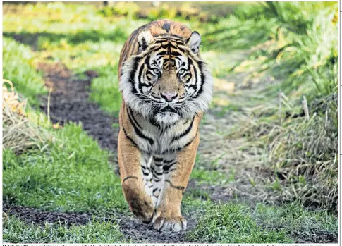  ??  ?? Melati, the 10-year-old tigress, above, was killed by its intended mate at London Zoo, after the male had been brought in from Denmark as part of a conservati­on programme