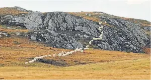  ??  ?? Ewes wending their way up the hillside at Armadale Farm.