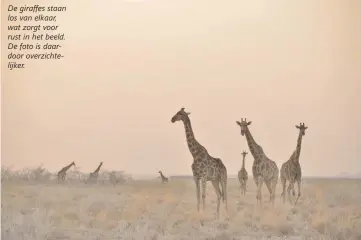  ??  ?? De giraffes staan los van elkaar, wat zorgt voor rust in het beeld. De foto is daardoor overzichte­lijker.