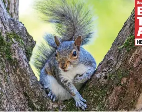  ??  ?? Menace: Greedy greys destroy trees by munching through bark