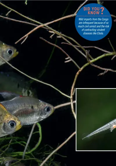  ?? ?? BELOW LEFT: These timid tetras need hiding places.
BELOW RIGHT: One of Gabor’s only two fry.