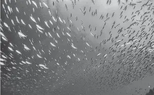  ?? TOM FISK ?? A school of fish swim through waters in Indonesia.