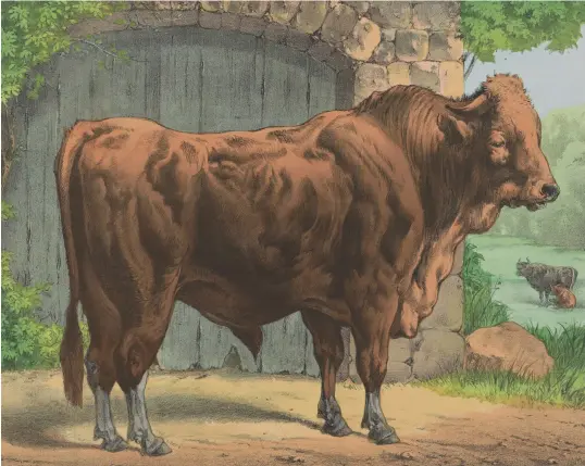  ??  ?? In the 17th century, the live burial of oxen was seen as a way to cure humans or protect other animals