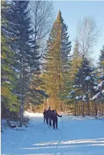  ?? CHELSEY LEWIS/MILWAUKEE JOURNAL SENTINEL ?? Minocqua Winter Park features more than 55 miles of cross-country ski trails about 12 miles west of Minocqua.