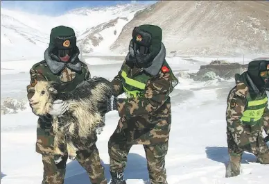  ?? XU XIAOLONG / CHINA NEWS SERVICE ?? Border patrol officers help local residents evacuate sheep in Xigaze, Tibet autonomous region, on Sunday. The officers participat­ed in disaster-relief efforts after the area was hit by a snowstorm over the weekend.