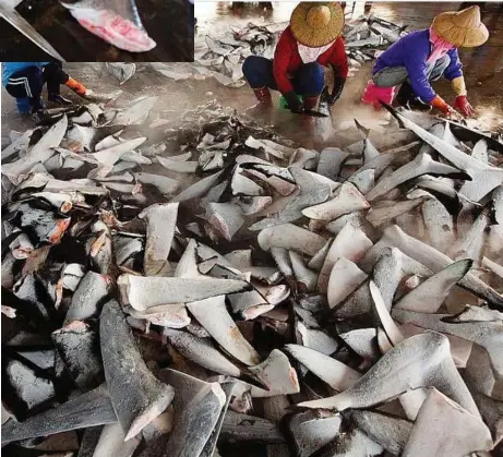  ??  ?? Only fins used: Workers in the Dong Gang market processing the thousands of frozen shark fins that ships bring in every week.