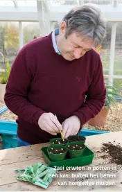  ??  ?? Zaai erwten in potten in een kas, buiten het bereik
van hongerige muizen.