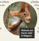  ??  ?? Walnuts are fed to ‘reds’ in Belgium.