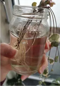  ?? FOTO: LINDA HELENIUS ?? Sticklinga­r trivs i vatten och kan där bilda sina rötter
■ och bli en ny planta.