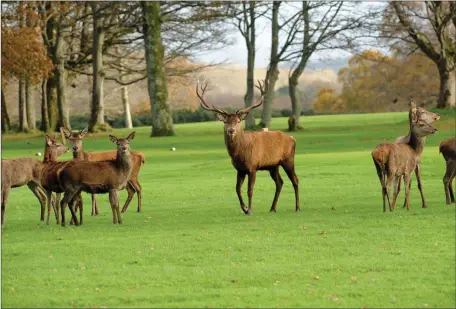  ??  ?? Stag and his family take a stroll around Killarney National Park.