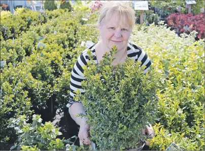  ?? MAUREEN COULTER/THE GUARDIAN ?? Many Islanders will be out in stores this holiday weekend searching for spring gardening supplies. Shelley Cummiskey of Fort Augustus officially started the process of gardening earlier this month after going to Vankampen’s Greenhouse­s Ltd. in search...